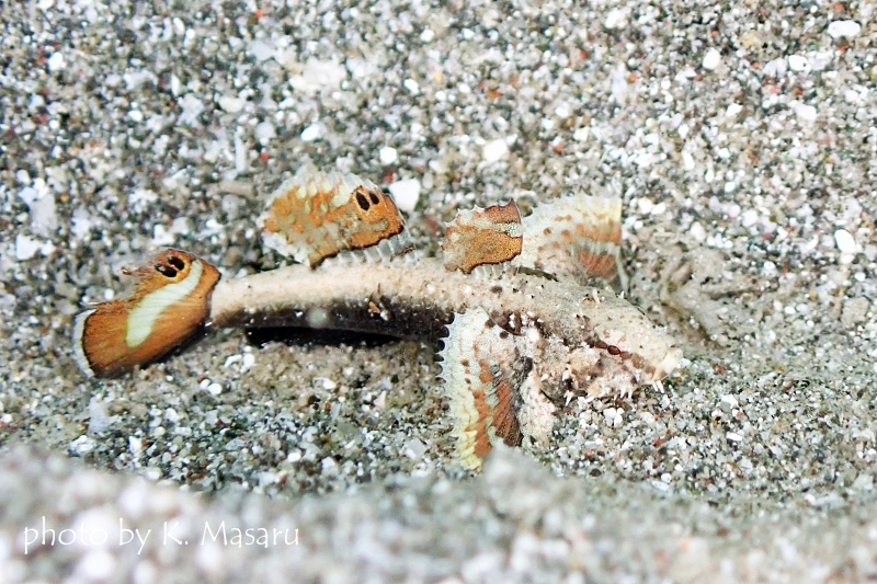 ミニマッドゴビー