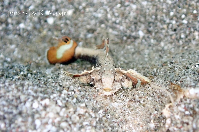 ホムラモドキ（ミニマッドゴビー）正面顔