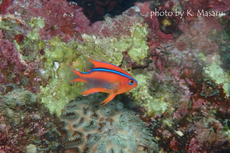 オレンジダムゼル幼魚