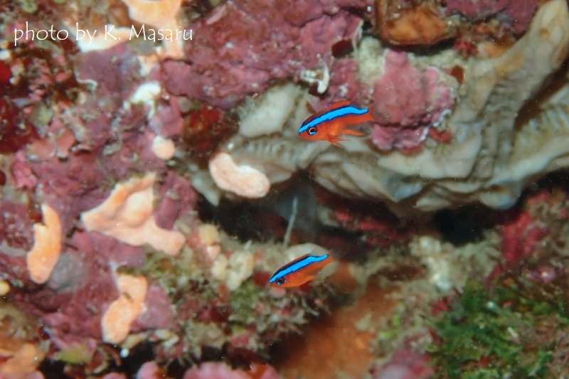 オレンジダムゼル幼魚