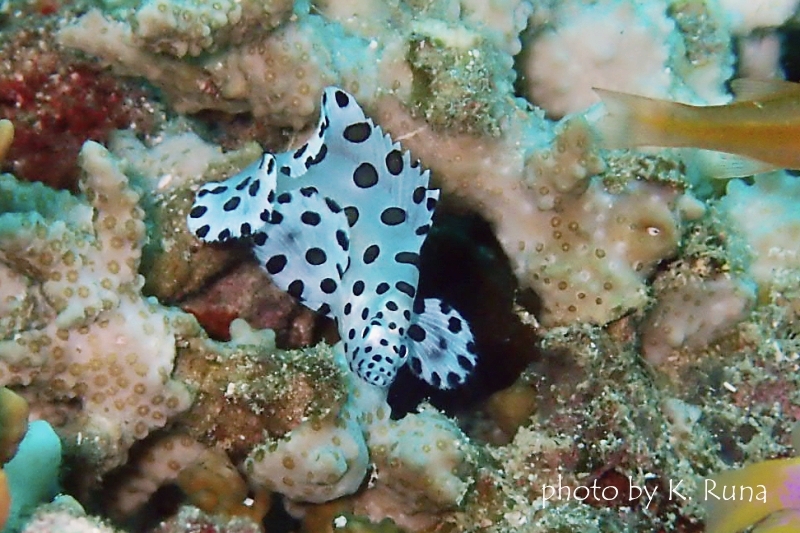 サラサハタの幼魚