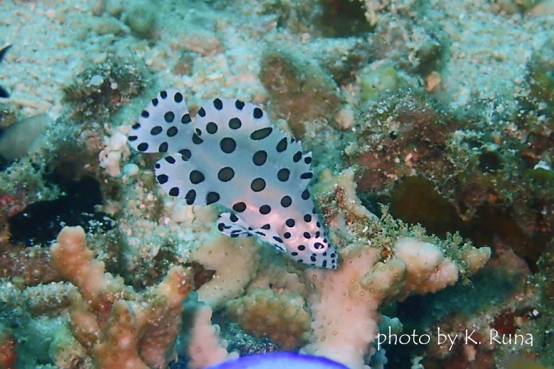 サラサハタの幼魚