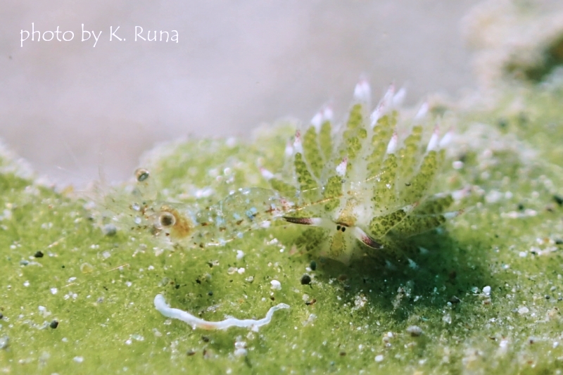 クサイロモウミウシとエビ