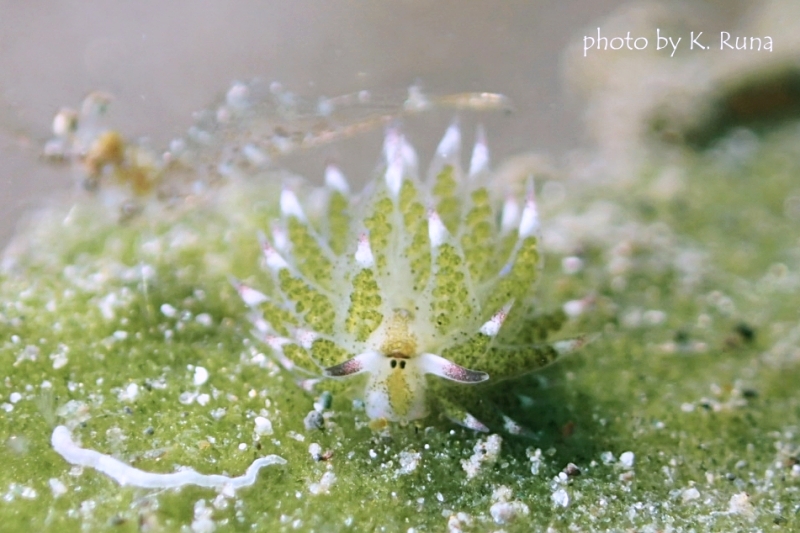 クサイロモウミウシ