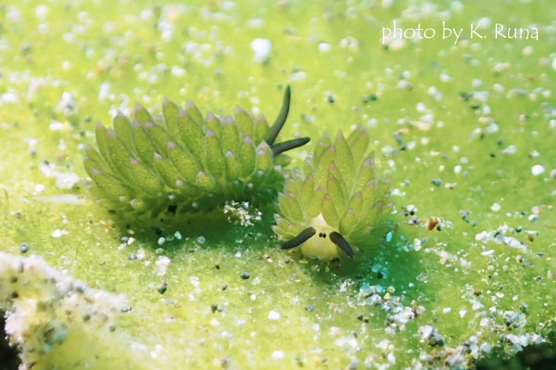 ホホベニモウミウシ