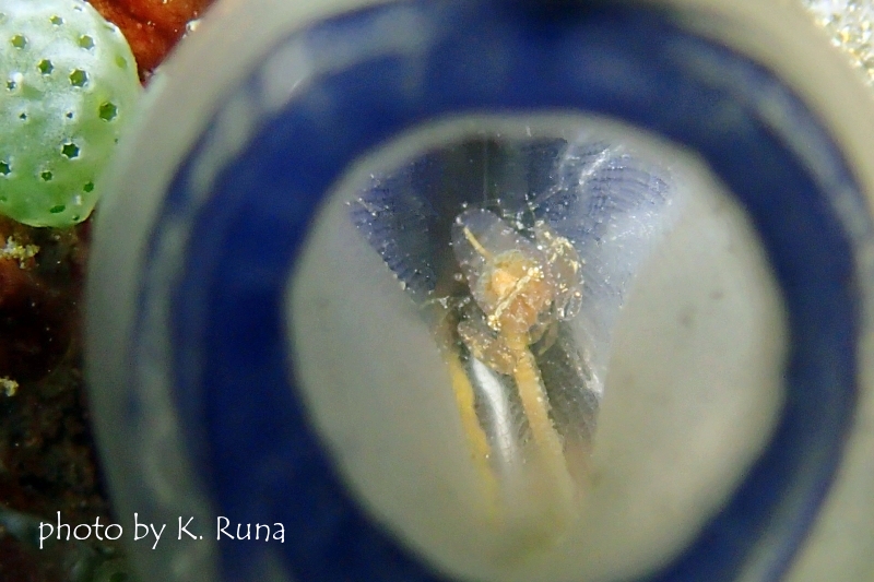 ホヤカクレエビの一種