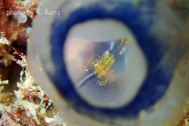 ホヤカクレエビ