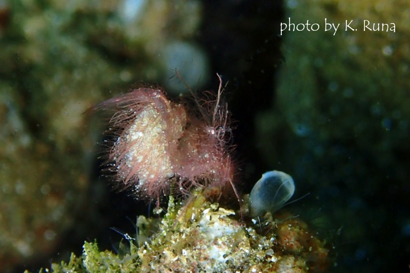 フィコカリスシムランス