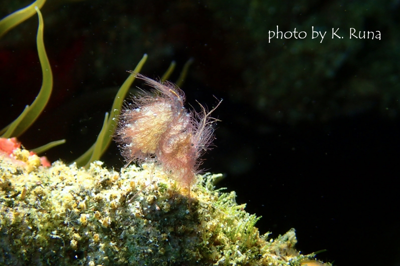 フィコカリスシムランス