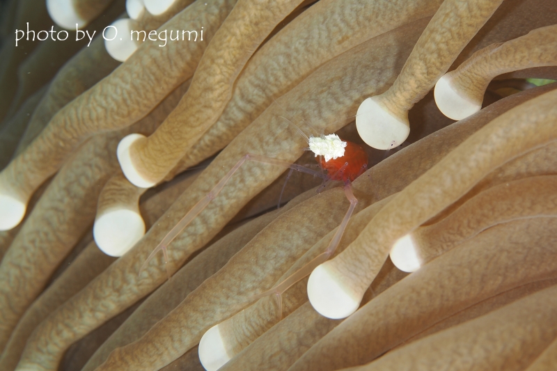 コロールアネモネシュリンプ