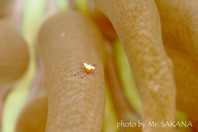 コロールアネモネシュリンプBaby