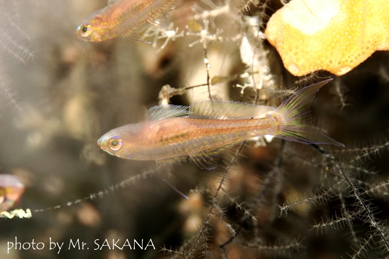 フォークテイルドワーフゴビー