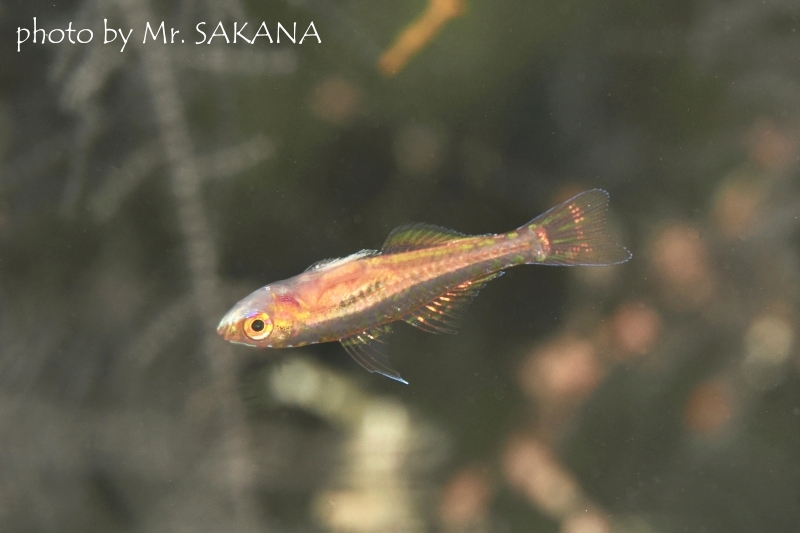 フォークテイルドワーフゴビー