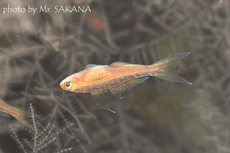 フォークテイルドワーフゴビー