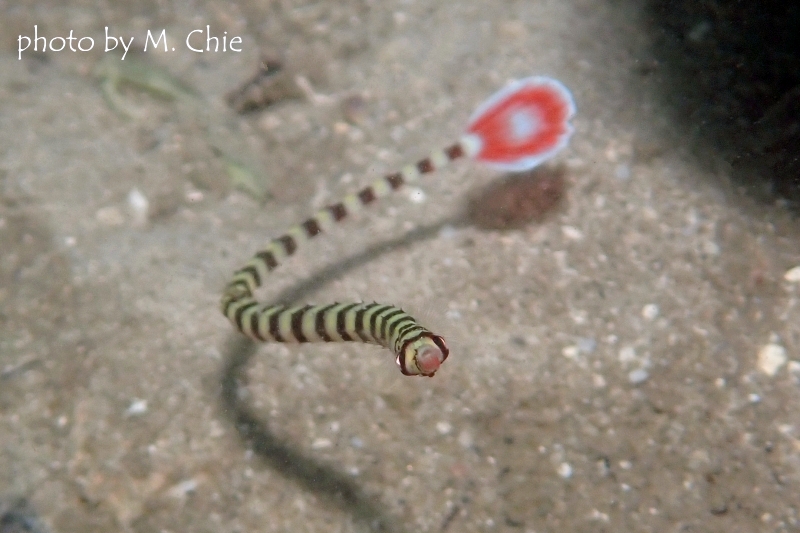 オイランヨウジ