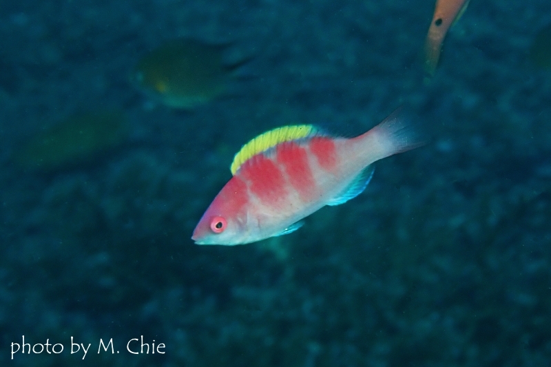 イエローフィンフェアリーラス