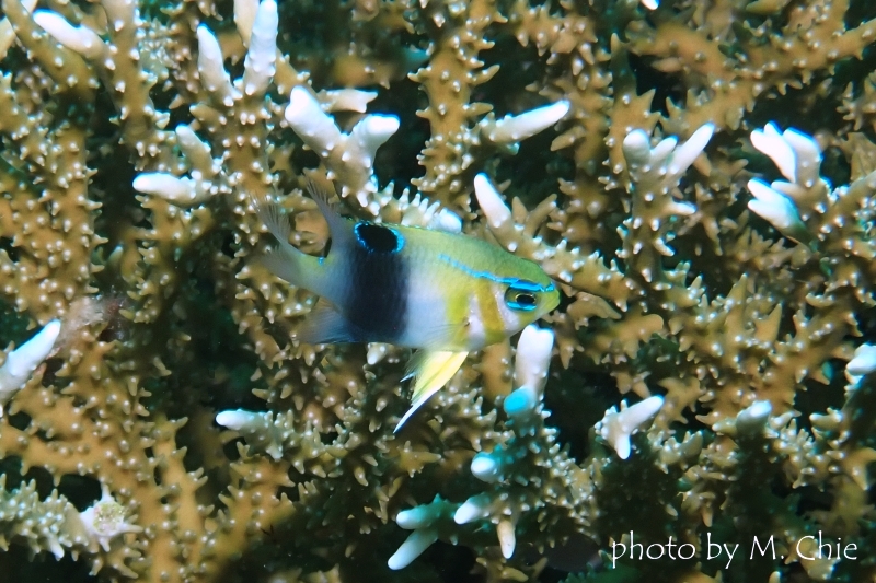 カザリスズメダイYg