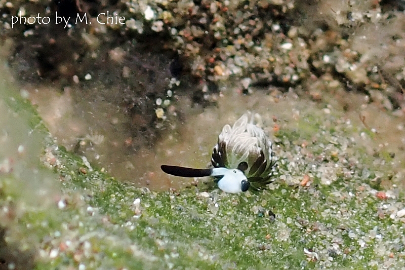 ウサギモウミウシ