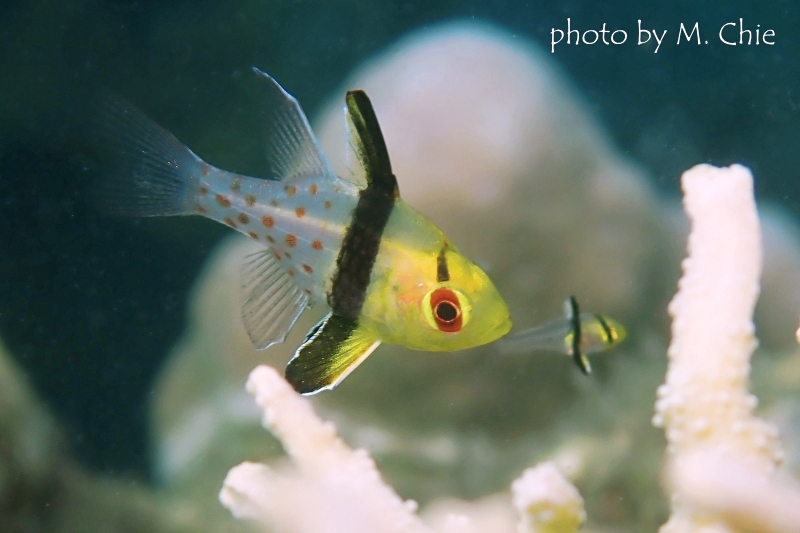 マンジュウイシモチ