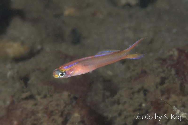 ピンクダートゴビー