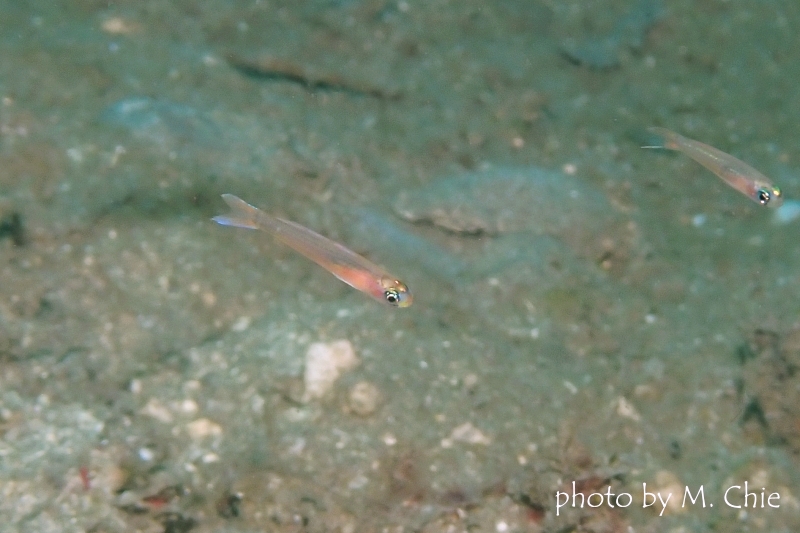 カグヤハゼ属の一種ピンクダートゴビー