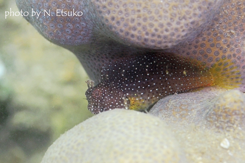 スノーフレークブレニー