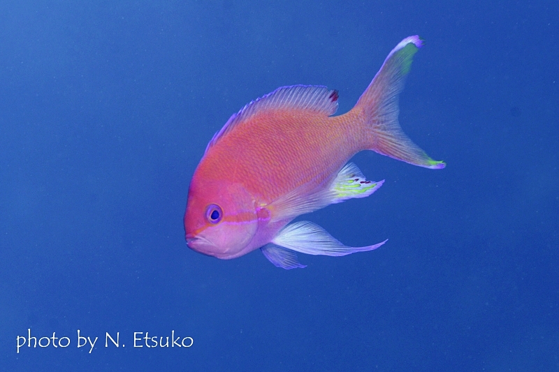 シェンズバスレットかスミレナガハナダイのおなべ