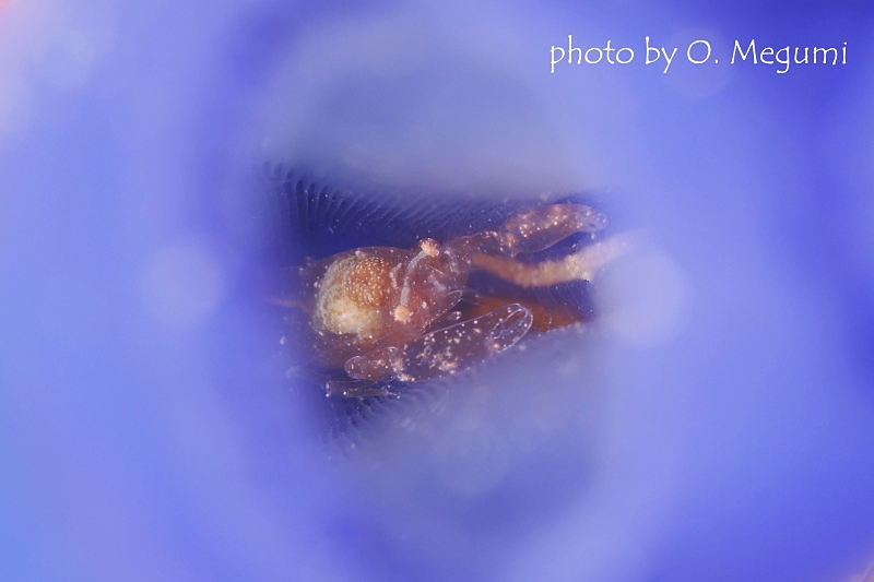 ホヤカクレエビの仲間