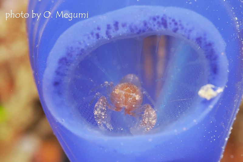 ホヤカクレエビの仲間