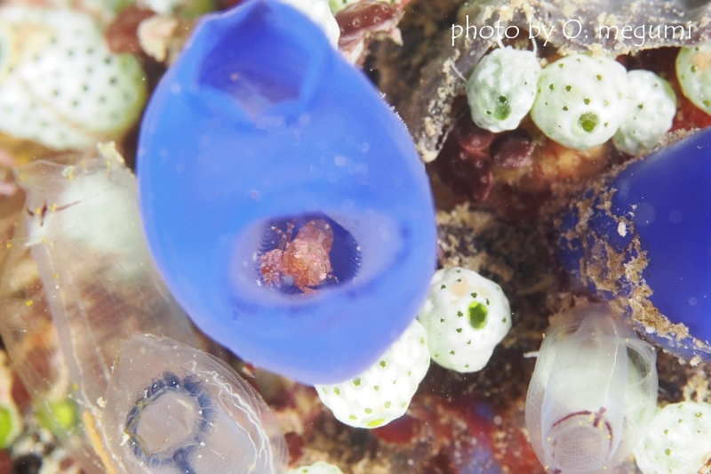 ホヤカクレエビ