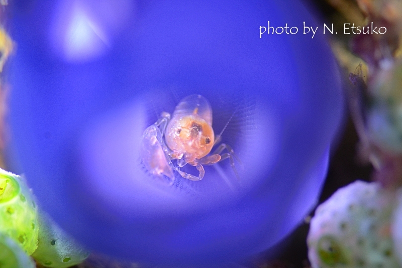 ホヤカクレエビの仲間