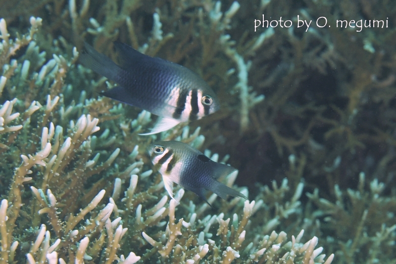 カザリスズメダイ