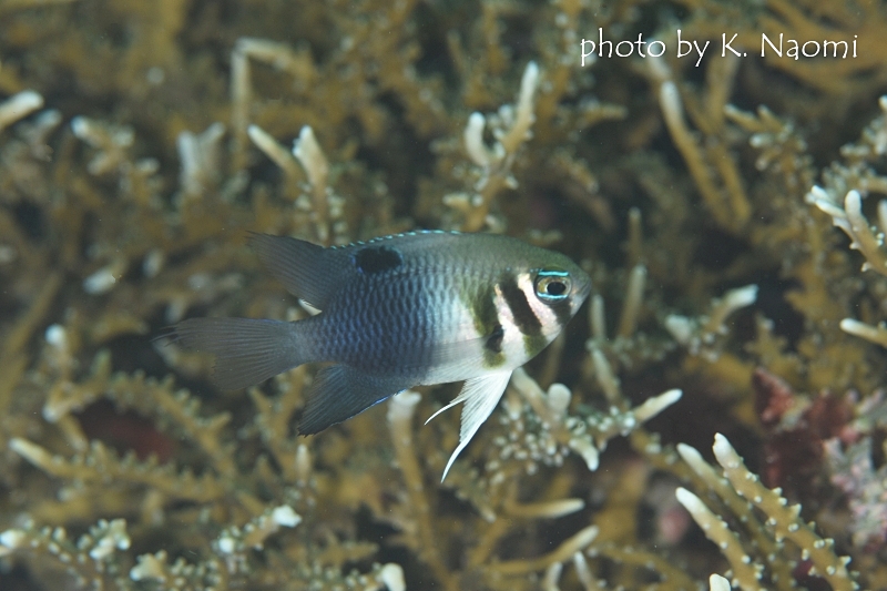カザリスズメダイ幼魚