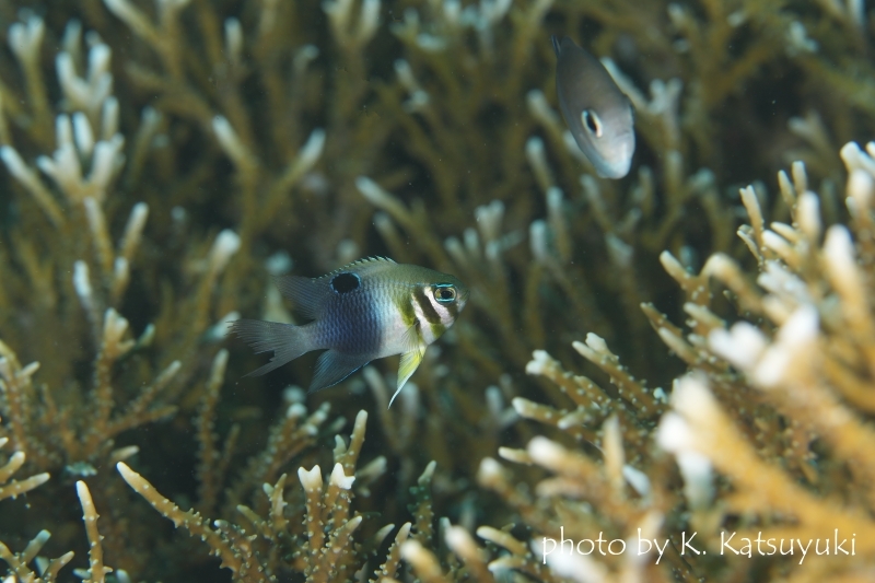 カザリスズメダイ幼魚