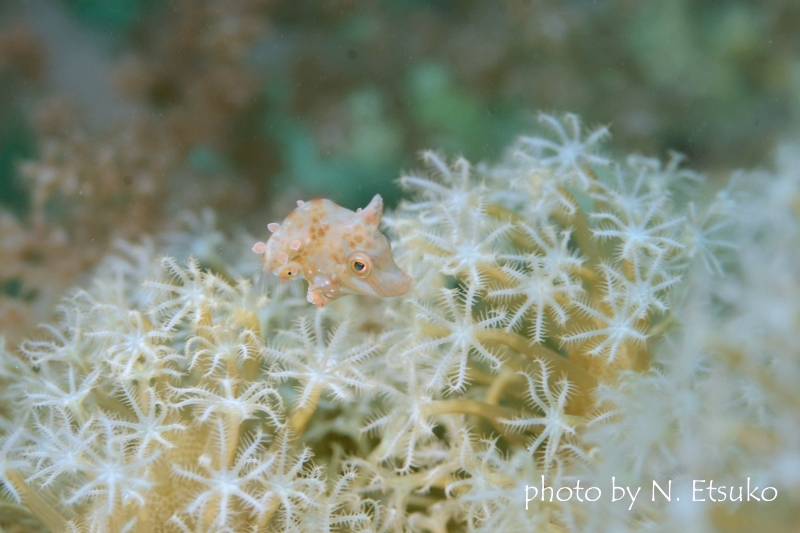 リトルファイルフィッシュ