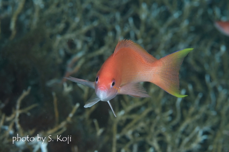 ルソンハナダイ♀