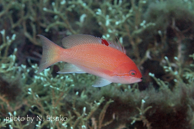 ルソンハナダイ♂