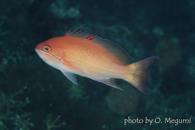 ルソンハナダイ♂