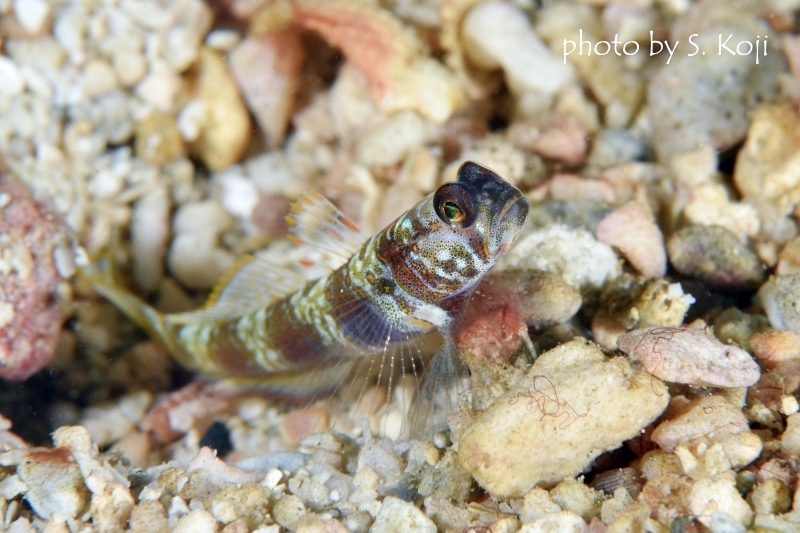 メタリックシュリンプゴビー