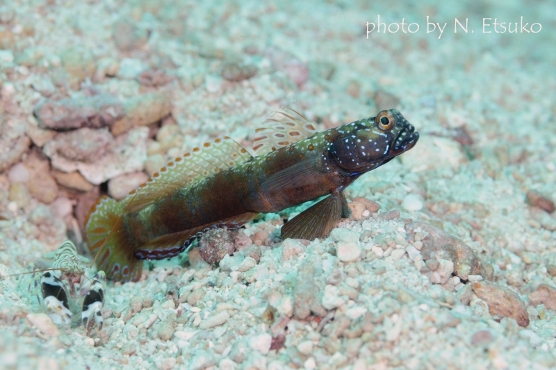 メタリックシュリンプゴビー