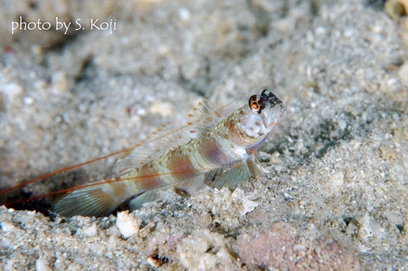 メタリックシュリンプゴビー