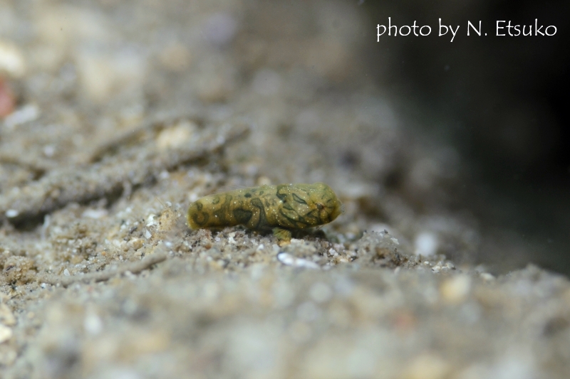 ピクチャードラゴネット幼魚