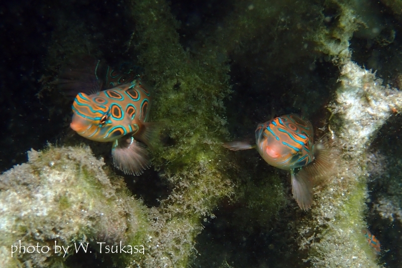 ピクチャードラゴネットのツーショット