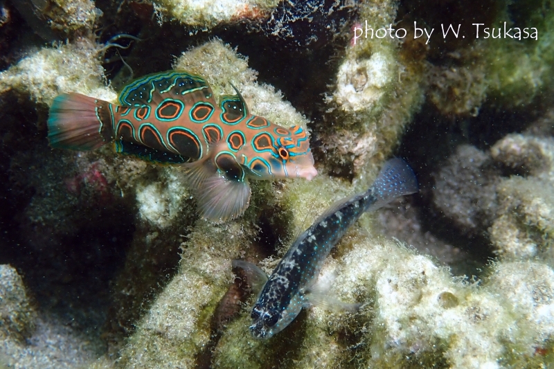 ピクチャードラゴネットとホシハゼのツーショット