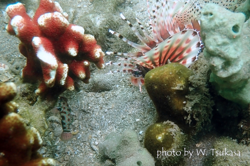 キリンミノカサゴとピクチャードラゴネットのツーショット