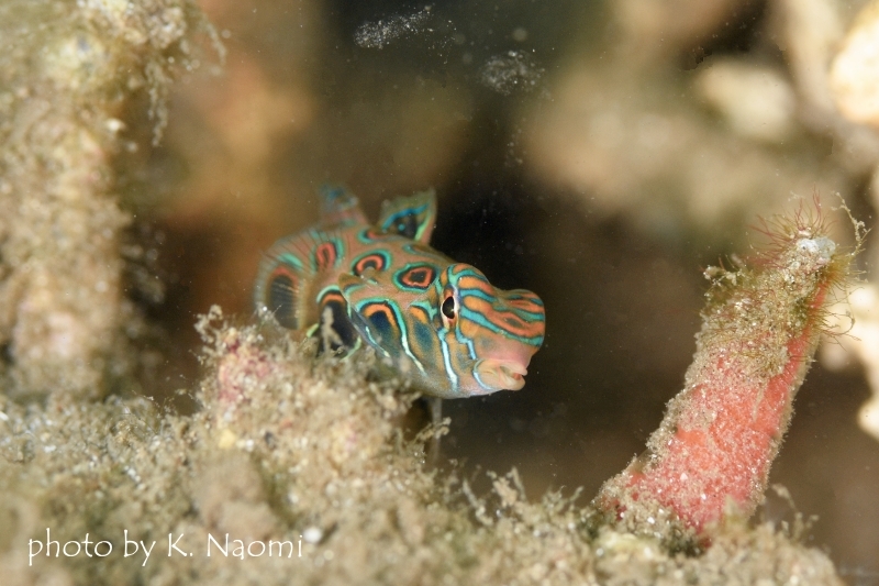 ピクチャードラゴネット