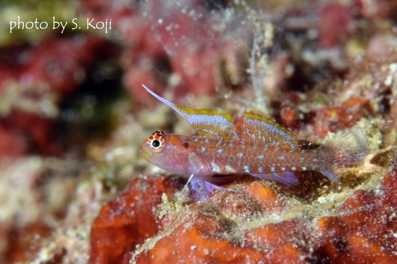 背びれちゃん（オオゴチョウイソハゼsp）♂