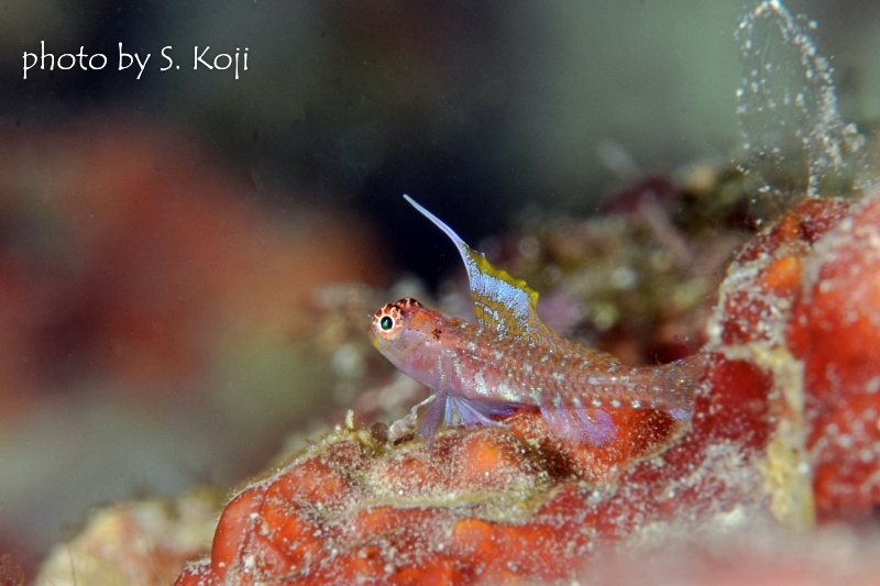 背びれちゃん（オオゴチョウイソハゼsp）♂