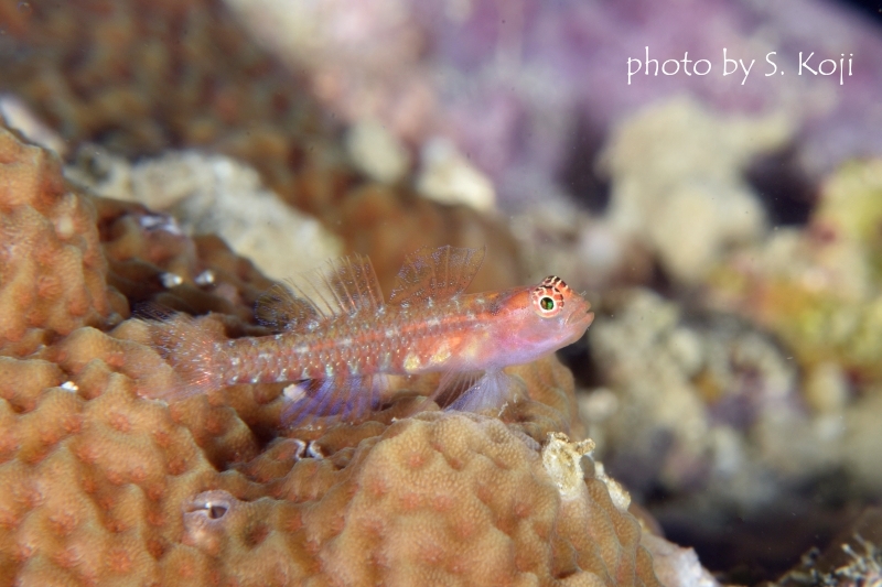 背びれちゃん（オオゴチョウイソハゼsp)♀
