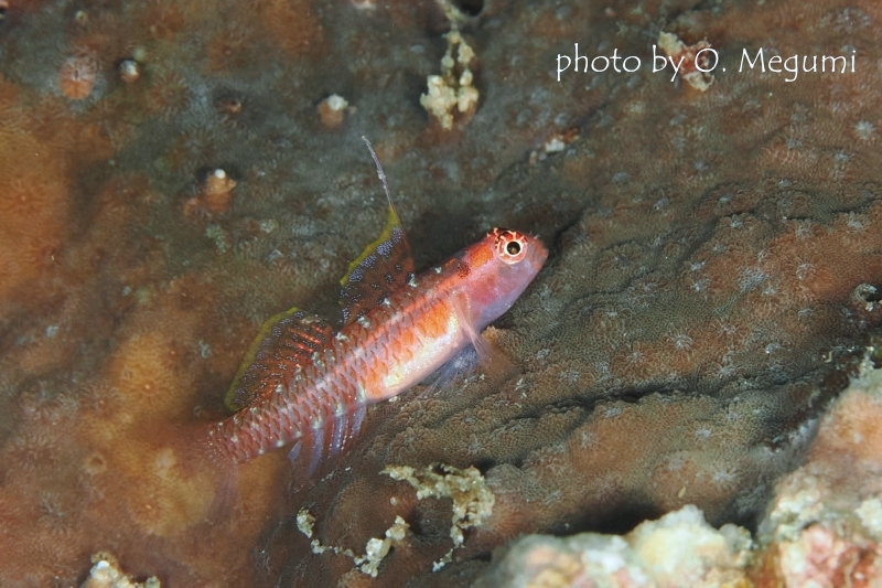背びれちゃん（オオゴチョウイソハゼsp) オスの背びれを持つメスの個体